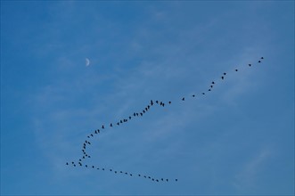 Geese in formation against moon. Photo : Gary Weathers
