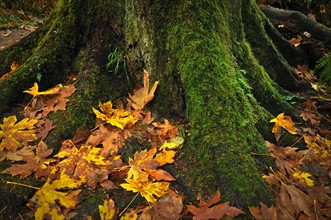 USA, Oregon, Silver Falls State Park, Tree trunk and leaves. Photo : Gary Weathers