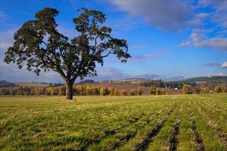 USA, Oregon, Polk County, Oak tree in field. Photo : Gary Weathers