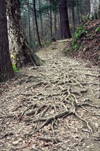USA, Tennessee, Great Smoky Mountains National Park, Path in forest. Photo : Henryk Sadura