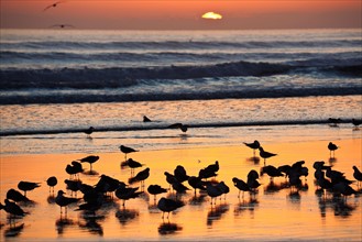 USA, Florida, Daytona Beach, Seabirds on beach. Photo : Henryk Sadura