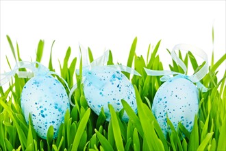 Blue Easter eggs on grass, studio shot. Photo :  Elena Elisseeva