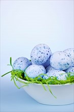 Blue Easter eggs in bowl, studio shot. Photo :  Elena Elisseeva