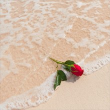 Red rose on beach.