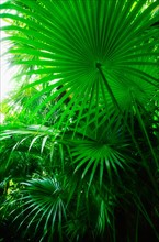 Mexico, Yucatan. Palm grove.