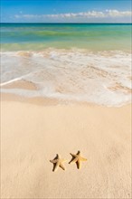 Mexico, Yucatan. Two starfish on beach.