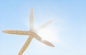 Mexico, Starfish against sky.