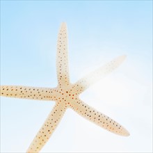 Mexico, Starfish against sky.