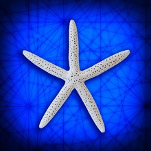 Studio shot of starfish on blue background.