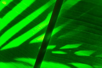 Palm leaf.