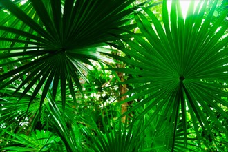 Palm leaves.