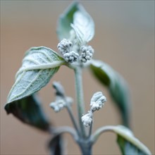 Close-up of flower bud.