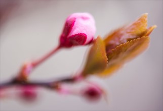 Close-up of spring blossom.