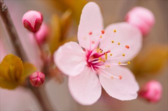 Close-up of spring blossom.