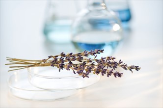 Lavender in laboratory.