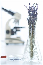 Lavender in  beaker, microscope in background.