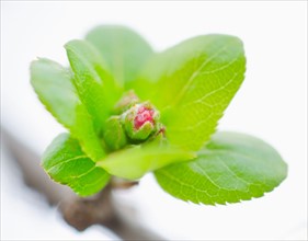 Close up of flower bud and green leaves.