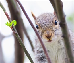Close up of squirrel among branches.