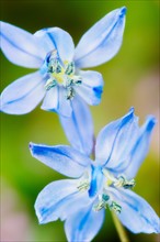 Close up of blue flowers.