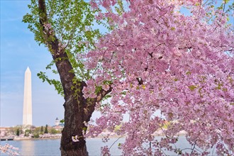 USA, Washington DC. Cherry blossom with Washington Monument in background.