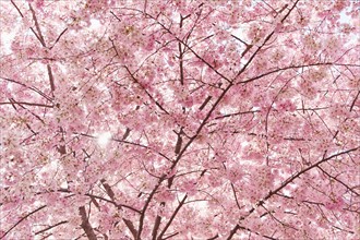 USA, Washington DC. Cherry blossom.