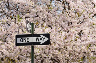 USA, New York, New York City. One way sign among cherry trees in blossom.