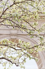 USA, New York, New York City. Close up of blooming trees in Washington Square Park.