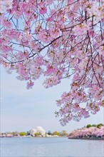 USA, Washington DC. Cherry tree in blossom with Jefferson Memorial in background.