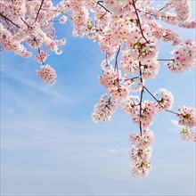 USA, Washington DC. Cherry tree in blossom .