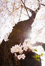 USA, Washington DC. Cherry tree in blossom .