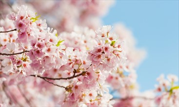 USA, Washington DC. Cherry tree in blossom.