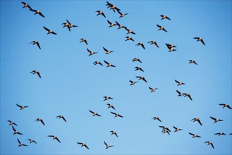 Flock of birds on blue sky. Photo : fotog