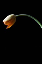 Studio shot of yellow tulip. Photo : Kristin Lee