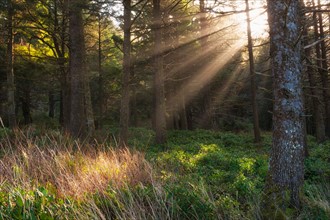 USA, Oregon, Tillamook County. Sunbeams in forest. Photo : Gary Weathers