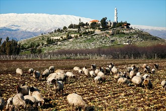 Lebanon, Anjar. Flock of sheep in rural landscape. Photo : Henryk Sadura