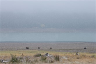 USA, Montana, Glacier National Park. Bears walking on prairie. Photo : Noah Clayton