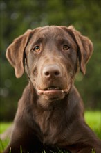 Portrait of hound. Photo : Jessica Peterson