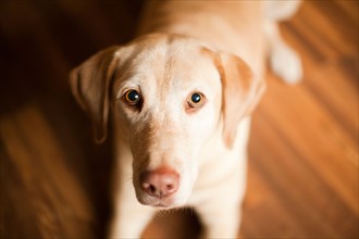 Portrait of beige dog. Photo : Jessica Peterson