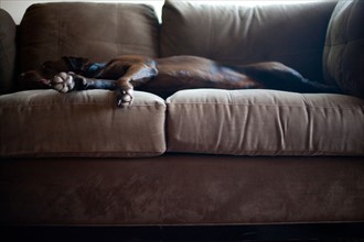 Dog lying on sofa. Photo : Jessica Peterson