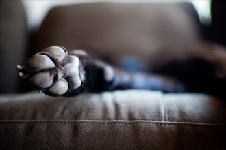 Dog lying on sofa. Photo : Jessica Peterson
