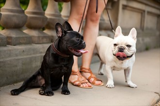 USA, New York, New  York City. Portrait of two French Bulldogs. Photo : Jessica Peterson