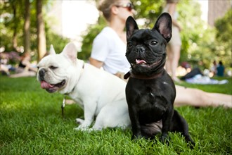 USA, New York, New  York City. Portrait of two French Bulldogs sitting on grass. Photo : Jessica