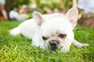 USA, New York, New  York City. Portrait of French Bulldog lying on grass. Photo : Jessica Peterson