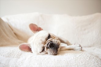 Portrait of French Bulldog sleeping on sofa. Photo : Jessica Peterson