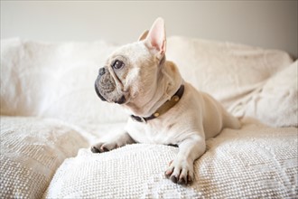 Portrait of French Bulldog lying down on sofa. Photo : Jessica Peterson