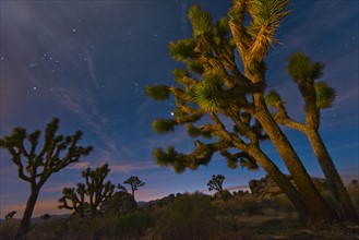USA, California, Joshua Tree National Park at dusk.
