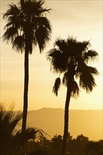USA, California, Palm Springs, Palm trees silhouetted at sunset.