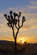 USA, California, Joshua Tree National Park at sunset.