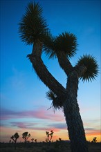 USA, California, Joshua Tree National Park at sunset.