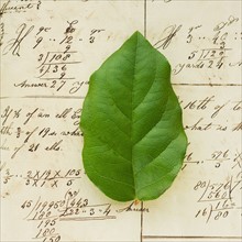 Spreadsheet with green leaf.